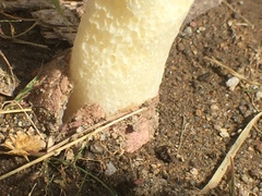 Phallus hadriani