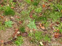 Echium plantagineum