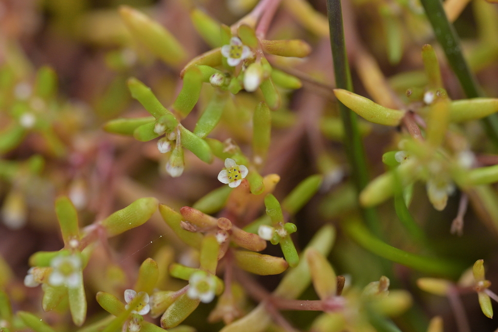 Crassula ruamahanga