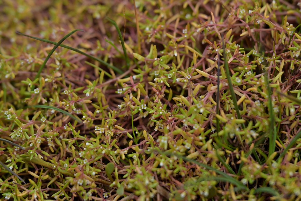 Crassula ruamahanga 2