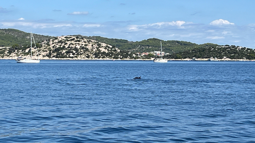 Tursiops truncatus