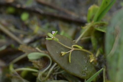 Crassula natans