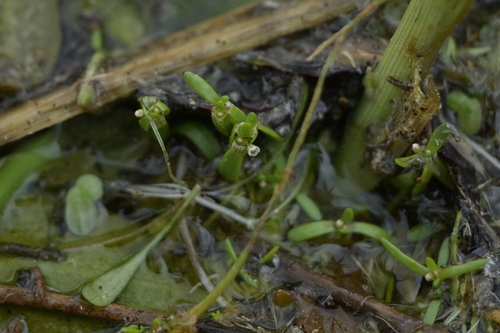 Crassula natans