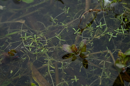 Crassula natans