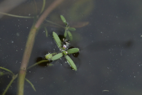 Crassula natans