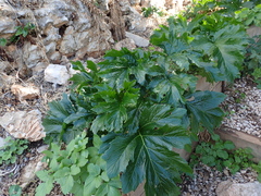 Acanthus mollis