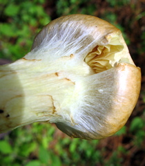 Gymnopilus imperialis