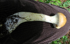 Gymnopilus imperialis