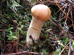 Gymnopilus imperialis