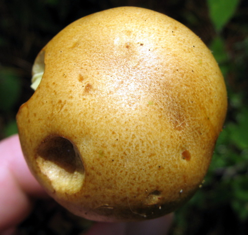 Gymnopilus imperialis