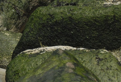 Urospora