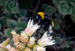 Bombus terrestris