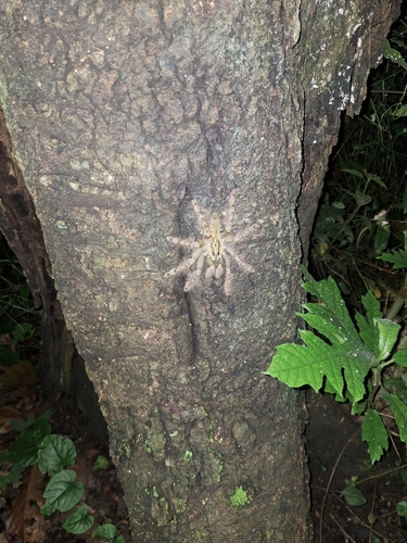 Featherleg Baboon Spider