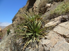 Puya boliviensis