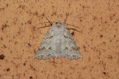 Declana niveata