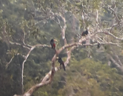 Pteroglossus pluricinctus