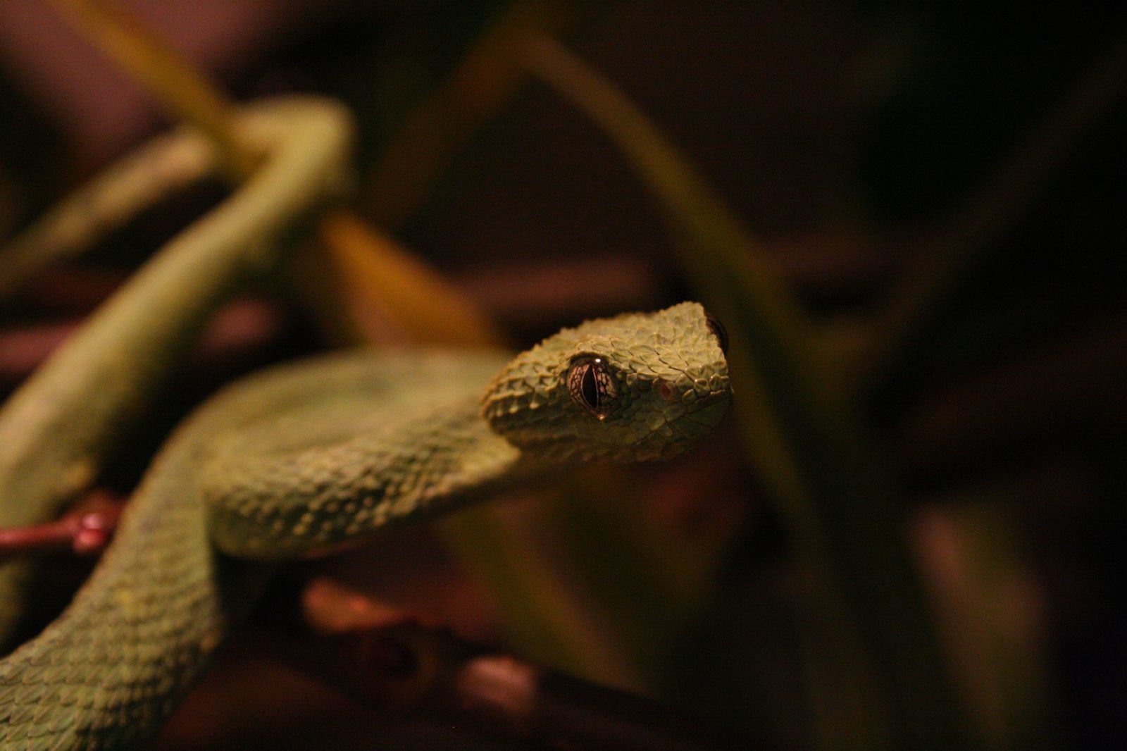 Green Bush Viper (Atheris chlorechis) · iNaturalist Guatemala