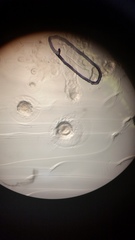 Bacillus licheniformis