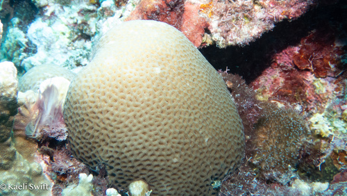 Goniastrea edwardsi observed 2025-09-13