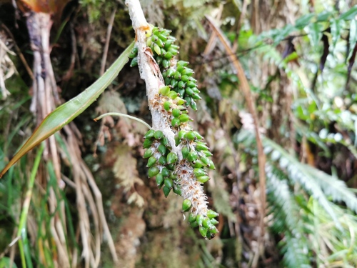 Asteliaceae image