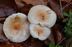 Hygrophorus unicolor