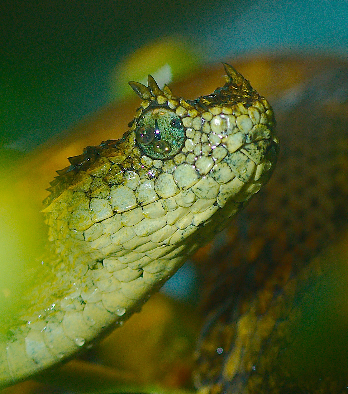 Atheris ceratophora  The Reptile Database