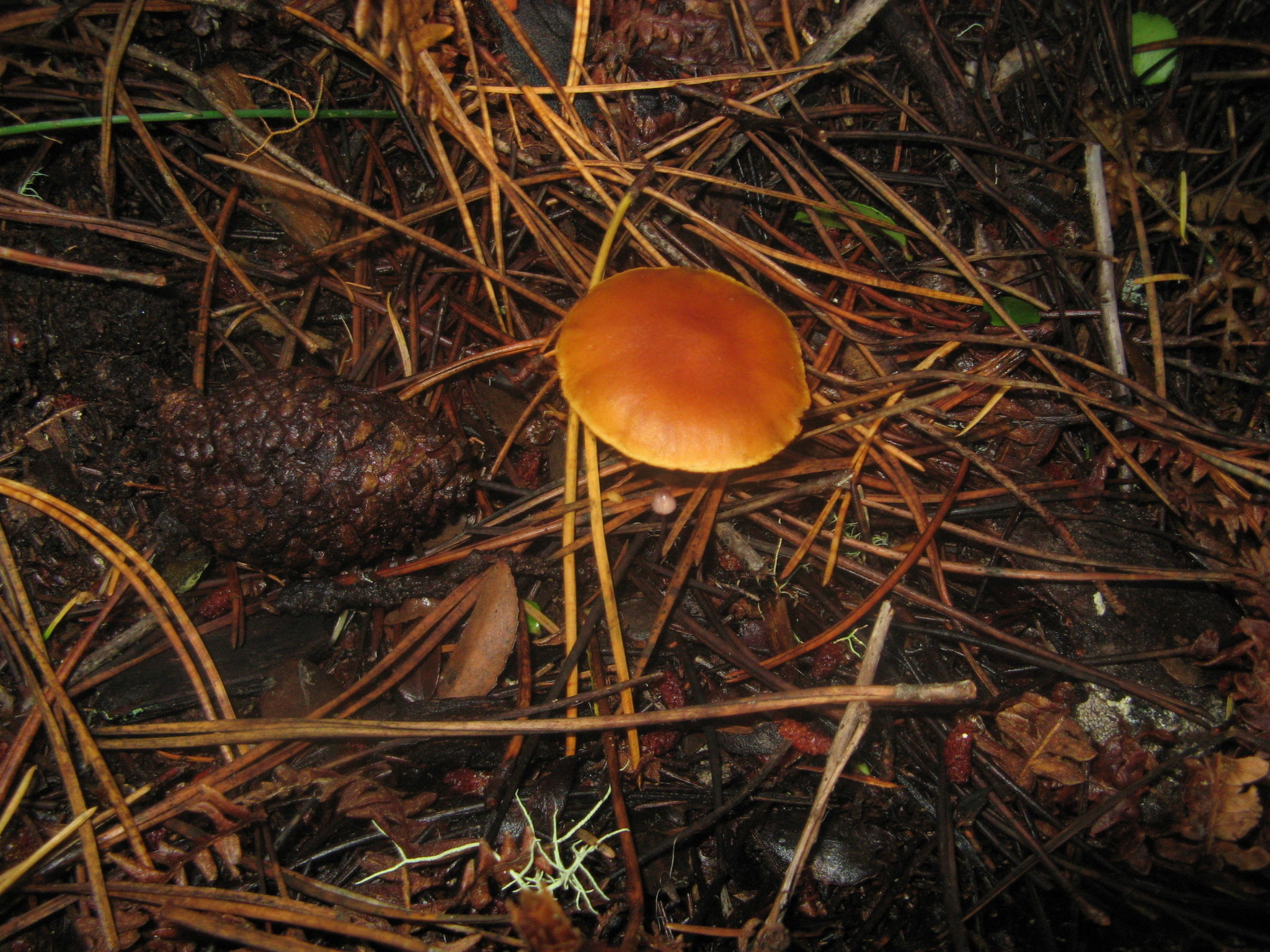 Gymnopilus sapineus image