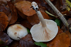 Hygrophorus unicolor