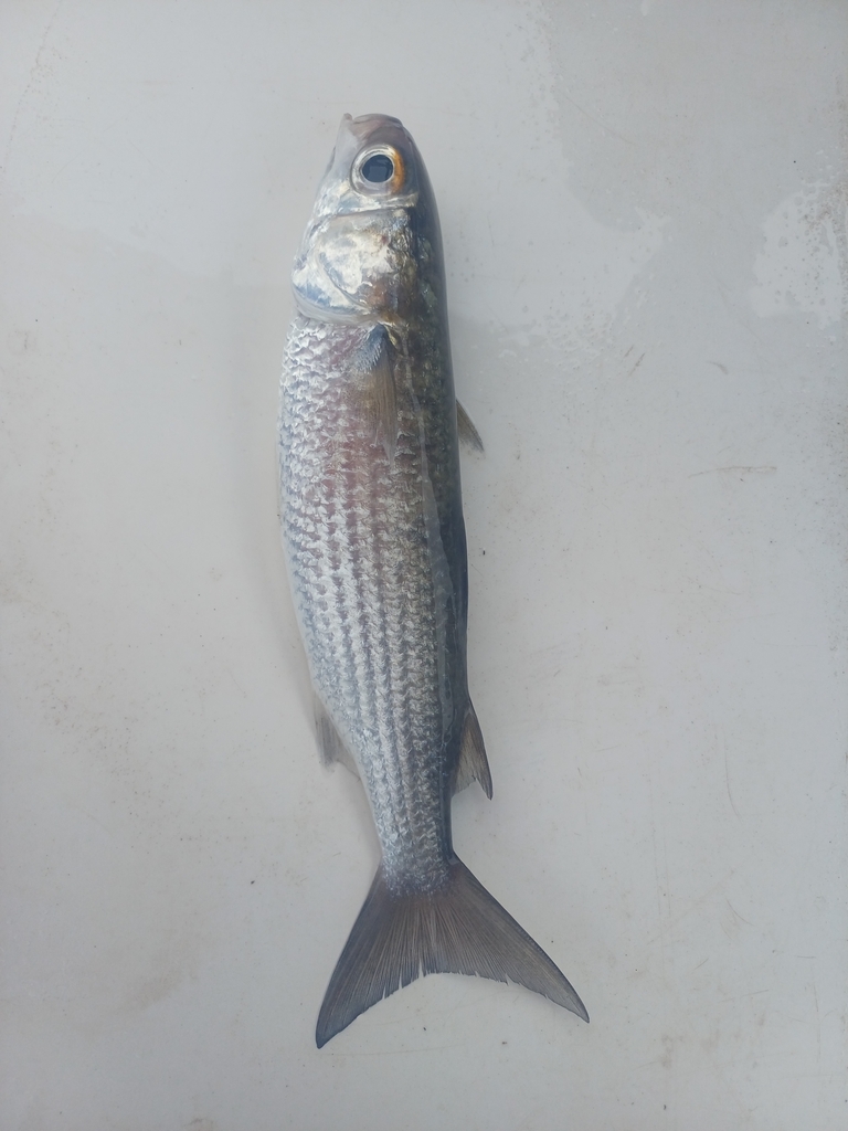 Banana Mullet
