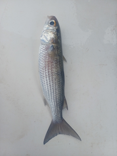 Banana mullet (Mugil bananensis) — Mugilidae — 2