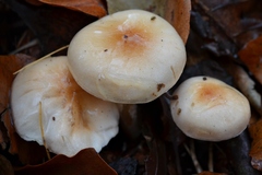 Hygrophorus unicolor