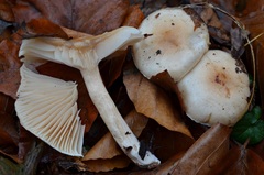 Hygrophorus unicolor