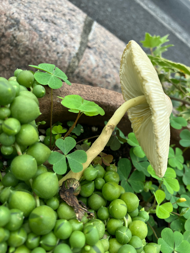 Leucocoprinus birnbaumii