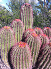 Ferocactus pilosus