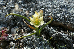 Ornithogalum rupestre