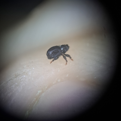 Microcryptorhynchus, 2025-09-16