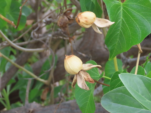 Ipomoea violacea observed 2025-09-13