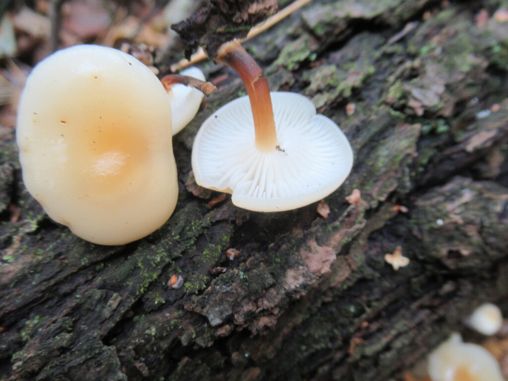 Flammulina rossica