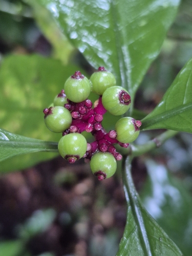 Psychotria viridiflora observed 2025-09-16