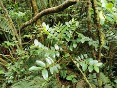 Phyllanthus phillyreifolius