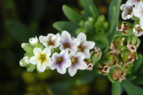 Heliotropium curassavicum