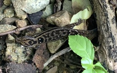 Sphaerodactylus macrolepis