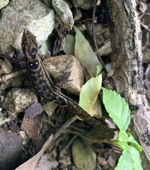 Sphaerodactylus macrolepis