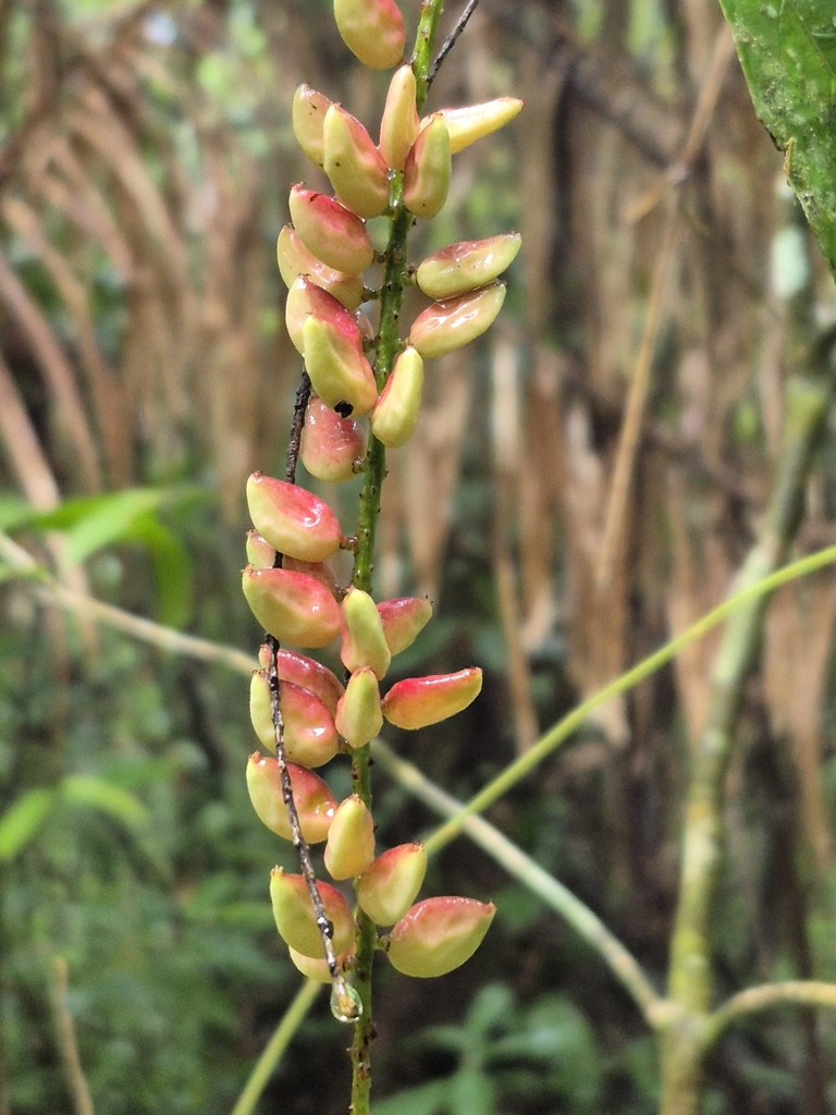 Antidesma stipulare (Antidesma stipulare)