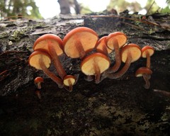 Gymnopilus croceoluteus
