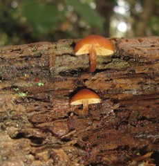 Gymnopilus croceoluteus