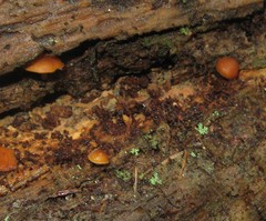 Gymnopilus croceoluteus