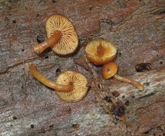 Gymnopilus croceoluteus
