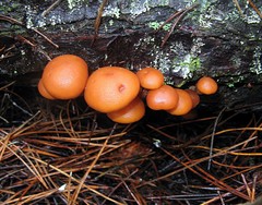 Gymnopilus croceoluteus