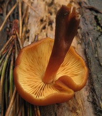 Gymnopilus croceoluteus
